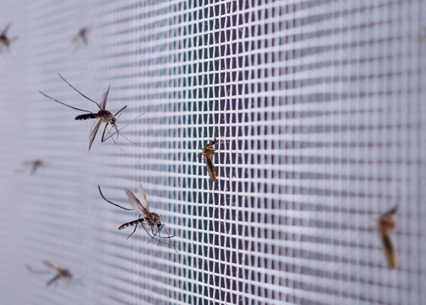 top and best mosqito safety nets in hyderabad