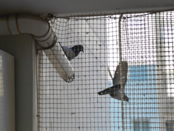 pigeon protection nets in affordable prices