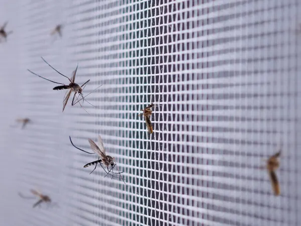 top and best mosqito safety nets in hyderabad